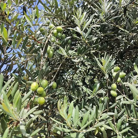 L'araucaria Konukevi