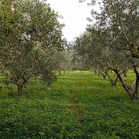 Penzion L'araucaria