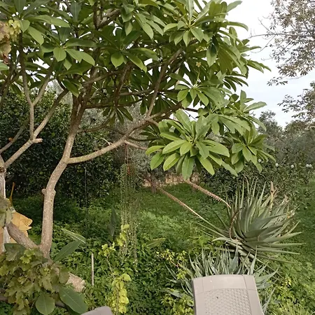 Gasthuis L'araucaria Marsala